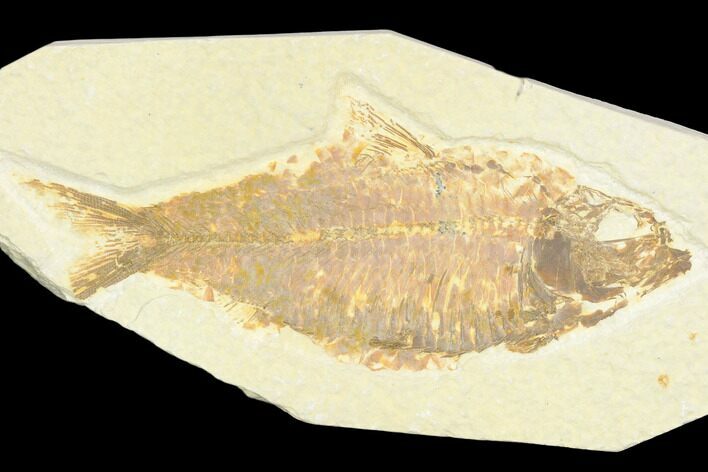 Detailed Fossil Fish (Knightia) - Wyoming #126482
